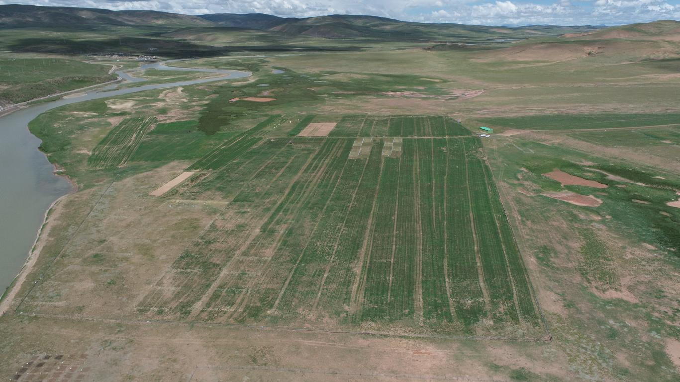成果7图片-高寒牧区退化草地生态修复技术效果示意图 Ecological Restoration of Degraded Grasslands in Alpine Pastoral Regions.png